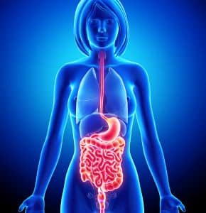 La unión entre tu intestino y tu cerebro